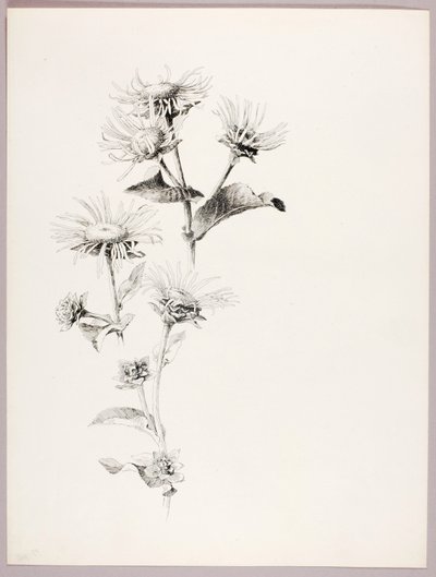Sans titre (marguerites) - George Elbert Burr