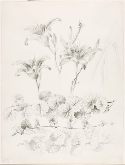 Sans titre (lys et lierre terrestre) (Glecoma Hederacea) - George Elbert Burr