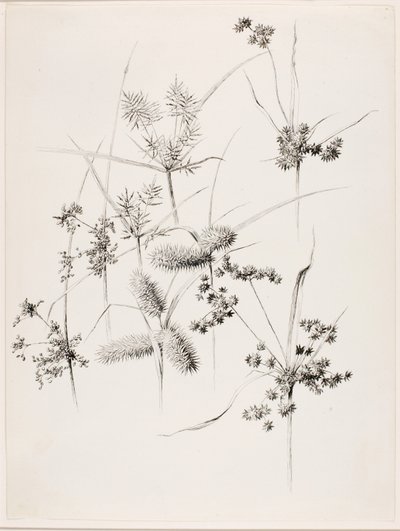 Sans titre (herbes de carex) - George Elbert Burr