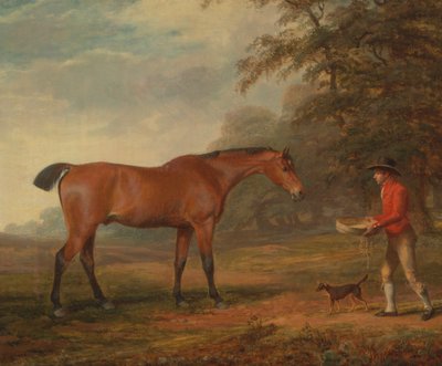 Un cheval bai approché par un garçon d