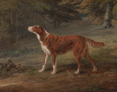 Ranger, un setter, propriété d
