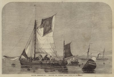 Pêcheries britanniques, n° 7, pêche aux bulots - George Henry Andrews