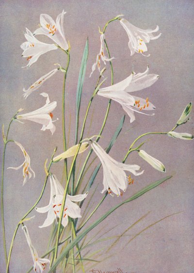 Paradisia Liliastrum, le Lys de Saint Bruno - George Jackson Flemwell