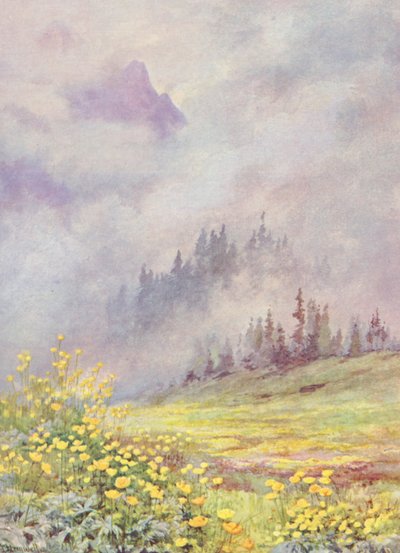 Trollius europaeus, la Fleur de Globe, sur les champs balayés par les nuages au début de juin - George Jackson Flemwell