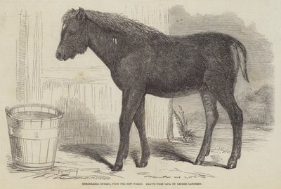 Hybride Remarquable, de la New Forest - George Landseer
