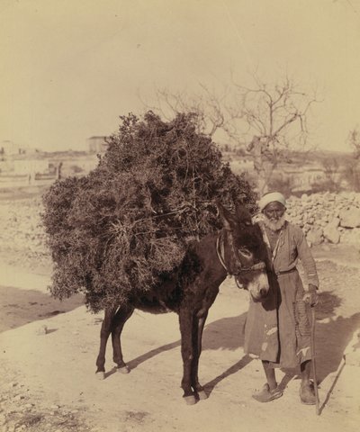 Âne portant une charge de racines et de brindilles pour le combustible, Palestine, vers 1900 - Bartolome Esteban and studio Murillo