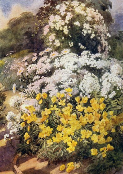 Oenothera Fruticosa Youngii, une des meilleures onagres, avec un fond de phlox blancs, Achillea Ptarmica et marguerites Shasta - George Soper