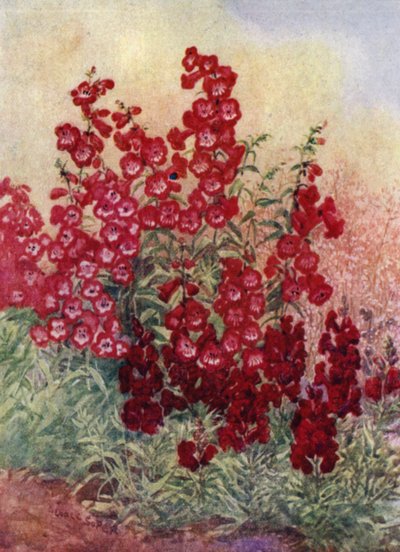 Pénstemons, Antirrhinums et Heuchera Brizoides - George Soper