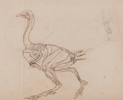 Corps de poule de Dorking, vue latérale (Dessin de contour des muscles) - George Stubbs
