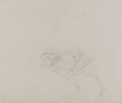 Corps de poule Dorking, vue latérale, de A Comparative Anatomical Exposition of the Structure of the Human Body with that of a Tiger and a Common Fowl - George Stubbs