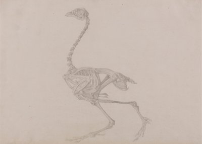 Squelette de poule de Dorking, vue latérale - George Stubbs
