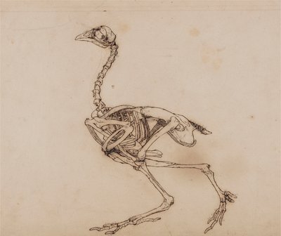 Squelette de poule de Dorking, vue latérale - George Stubbs