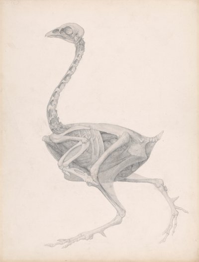 Corps de volaille, vue latérale (étude très finie pour une table non publiée ; montre le dernier stade de la dissection) - George Stubbs