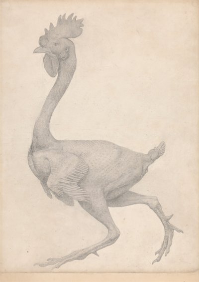 Volaille, vue latérale avec la plupart des plumes enlevées (Étude finie pour la Table X) - George Stubbs