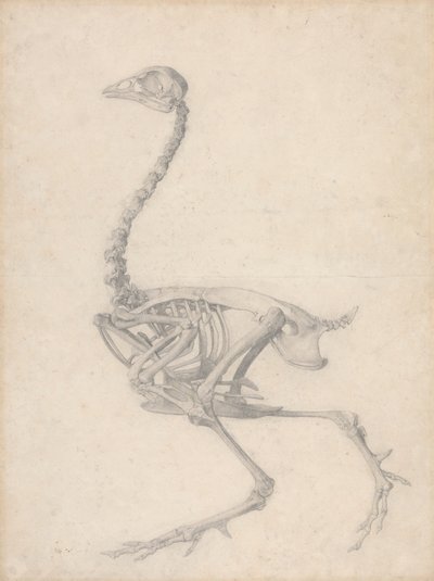 Squelette de Volaille, Vue Latérale - George Stubbs