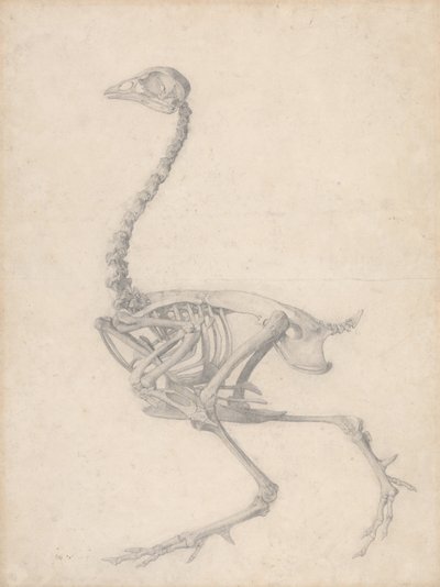Squelette de volaille, vue latérale (étude finie pour la Table V) - George Stubbs