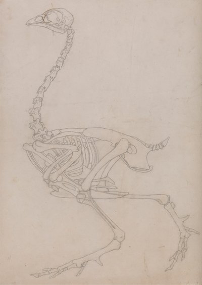 Squelette de volaille, vue latérale - George Stubbs