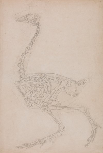 Squelette de Volaille, Vue Latérale - George Stubbs