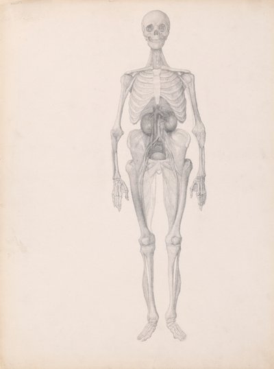 Figure humaine, vue antérieure - George Stubbs