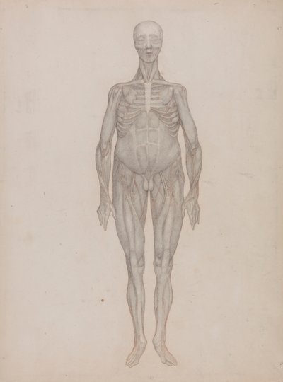 Figure humaine, vue antérieure (destinée à une planche qui n