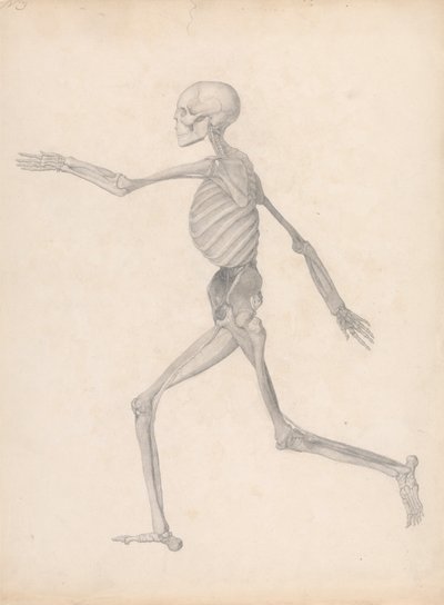 Figure humaine, vue latérale (étude finie pour une table non publiée, représentant le dernier stade de la dissection) - George Stubbs