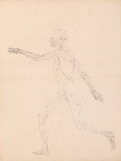 Figure humaine, vue latérale (Pour la figure clé de la Table XIII) - George Stubbs