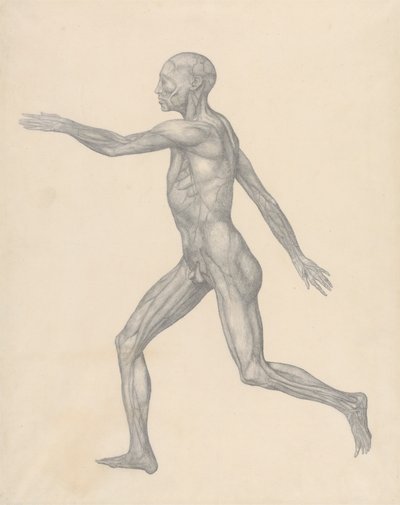 Figure humaine, vue latérale, après enlèvement de la peau et des couches fasciales sous-jacentes (étude finie pour la table XIII) - George Stubbs