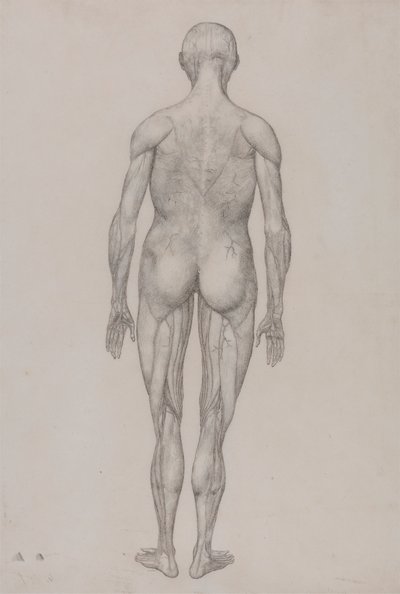 Figure humaine, vue postérieure (presque identique au dessin fini pour la table XII) - George Stubbs