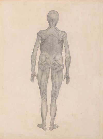 Figure humaine, vue postérieure (étude finie pour une plaque non publiée) - George Stubbs