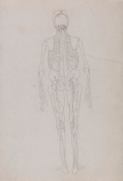 Figure humaine, vue postérieure (dessin au trait pour une figure clé montrant le stade final de la dissection) - George Stubbs