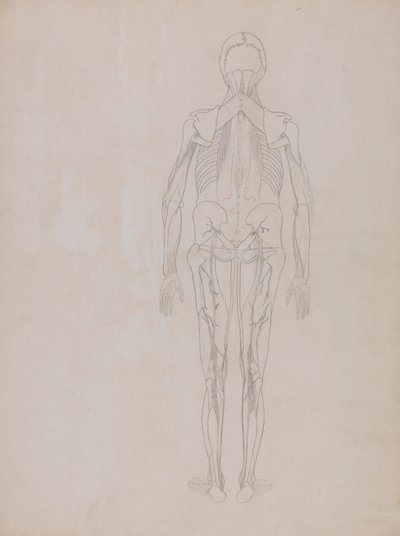 Figure humaine, vue postérieure (dessin au trait pour la figure clé d
