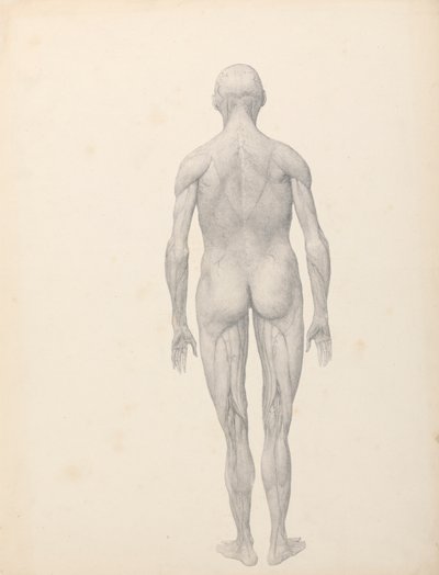 Figure humaine, vue postérieure, partiellement disséquée (étude finie pour la table XII) - George Stubbs