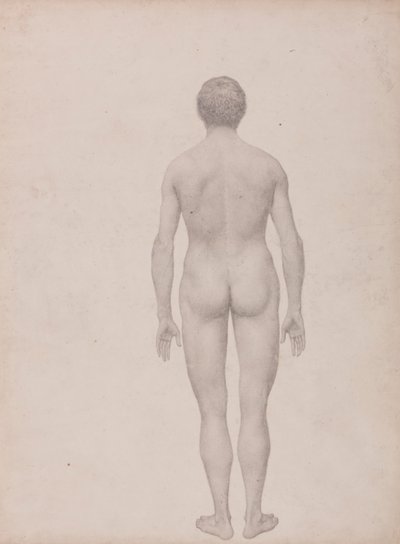 Figure humaine, vue postérieure, non disséquée (étude finie pour la table VII) - George Stubbs