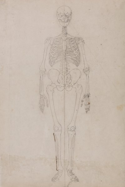 Squelette humain, vue antérieure (étude finale) - George Stubbs