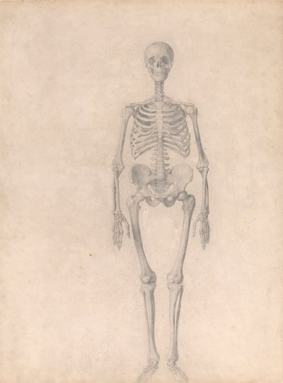 Squelette humain, vue antérieure (étude finie pour la table I) - George Stubbs