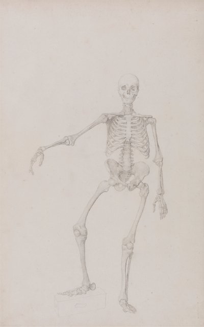 Squelette Humain, Vue Antérieure - George Stubbs
