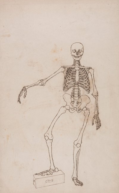Squelette humain, vue antérieure - George Stubbs