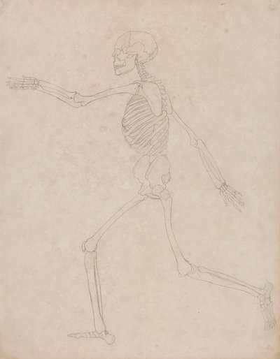 Squelette humain, vue latérale (Peut avoir été initialement préparé pour être utilisé comme figure clé pour la Table III mais plus tard abandonné) - George Stubbs