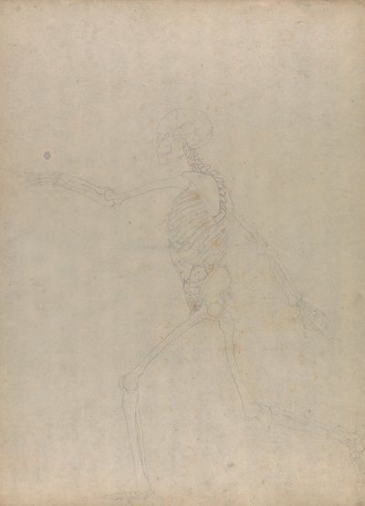 Squelette humain, vue latérale (Étude pour une figure clé d