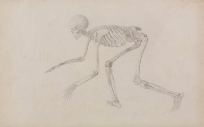 Squelette humain, vue latérale (en posture de rampement ; étude finie pour une table non publiée) - George Stubbs