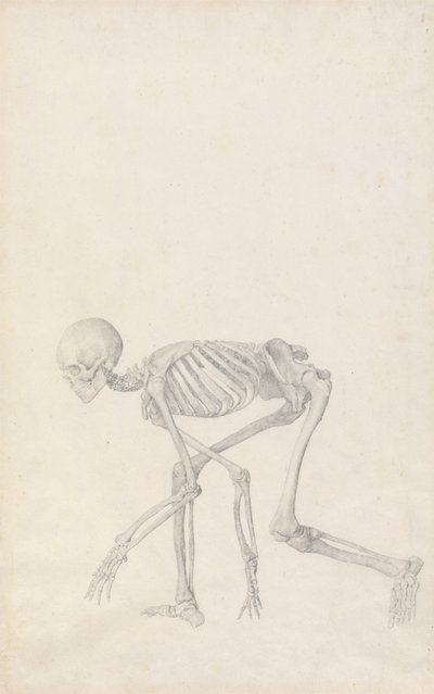 Squelette humain, vue latérale (en posture accroupie ; étude finie pour une table non publiée) - George Stubbs