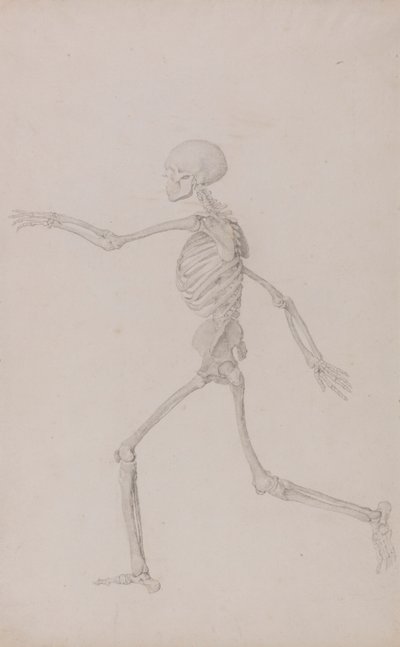 Squelette humain, vue latérale vue de gauche, en course (étude finie pour la table III) - George Stubbs