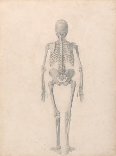 Squelette humain, vue postérieure (étude finie pour la table II) - George Stubbs