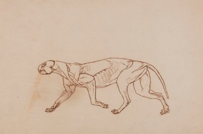 Corps de léopard, vue latérale (étape ultérieure de la dissection, tissu conjonctif superficiel et oreilles enlevés) - George Stubbs