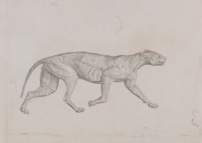 Corps de léopard, vue latérale - George Stubbs