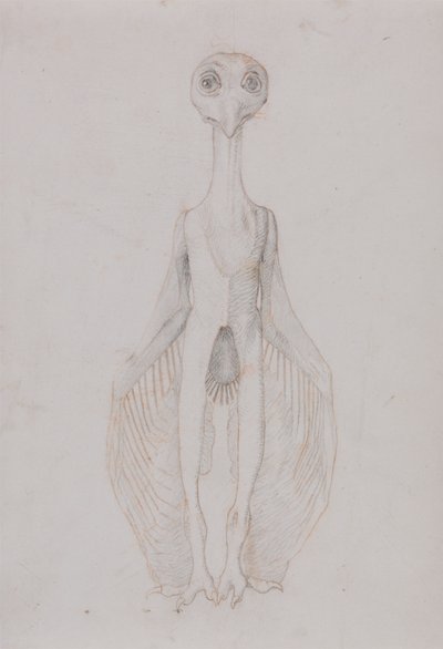 Chouette debout, vue antérieure - George Stubbs