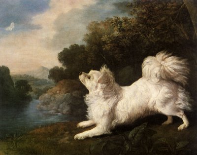 Épagneul appartenant au peintre Cosway chassant un papillon, 1775 - George Stubbs