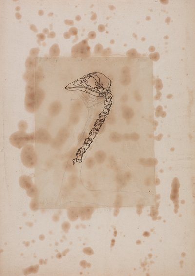 Étude de la tête et du cou d