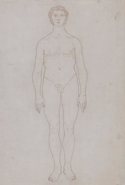 Étude de la figure humaine, vue antérieure (dessin au trait pour la table VI) - George Stubbs