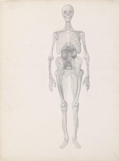 Étude de la figure humaine, vue antérieure, stade final de la dissection, de 